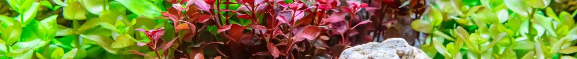 Aquarium Plants