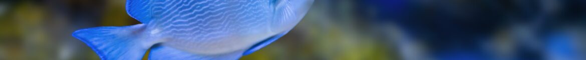 Blue Tang Surgeonfish (Acanthurus coeruleus) - Marine Fish